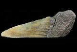 Partial Fossil Megalodon Tooth #70549-1